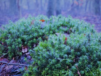 Close-up of plants on plant