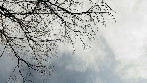 Low angle view of bare tree against sky