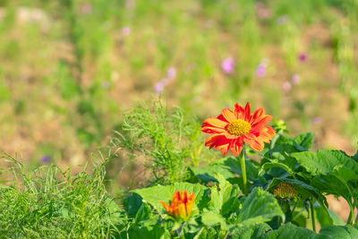 Close-up of orange flowering plants