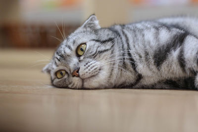 Portrait of cat resting