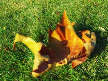 Dog relaxing on grassy field