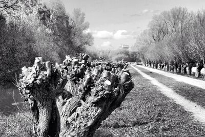 Road passing through trees