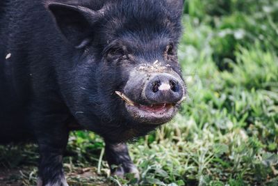 Close-up of black boar