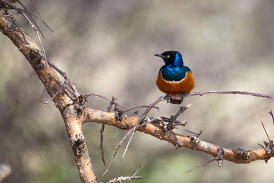 Close-up of bird perching on branch