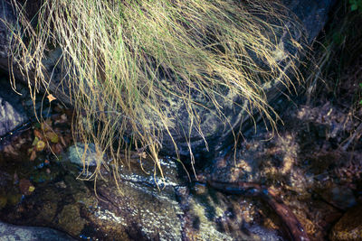 High angle view of animal on rock