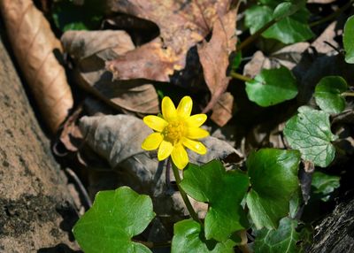 High angle view of yellow flowering plant