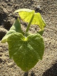 High angle view of green leaf on land