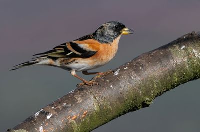 Close-up of bird perching on branch