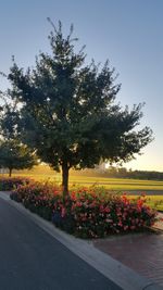 Scenic view of flowering plants by road against sky