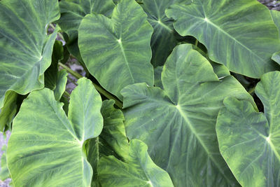 Full frame shot of green leaves