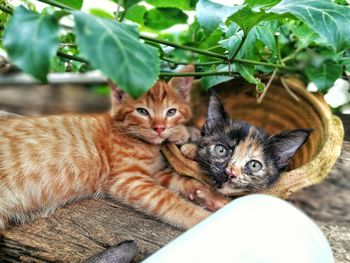 Portrait of kittens lying down outdoors