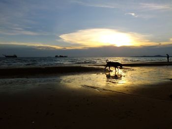 View of dog at beach during sunset