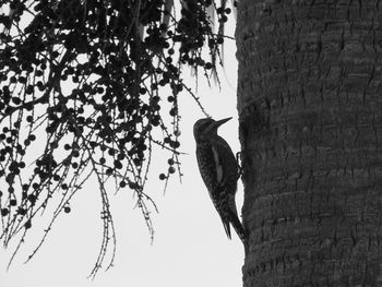 Low angle view of bird perching on tree against sky