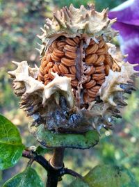 Close-up of crab on flower tree