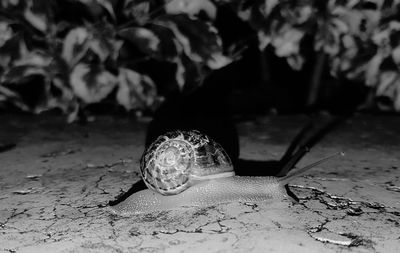 Close-up of shell on the table