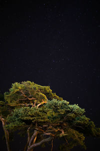 Close-up of tree against star field at night