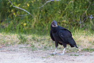 Side view of black bird on land