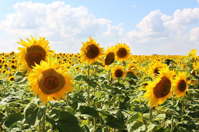 Close-up of yellow flowering plants against sky