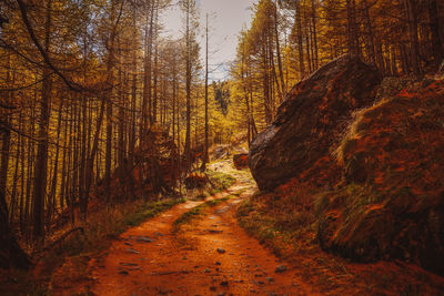 Road amidst trees in forest