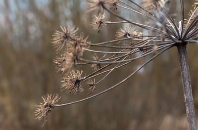 Close-up of dry dandelion