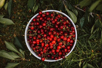 Red cherries in bowl on field