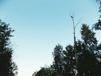 Low angle view of trees against clear blue sky