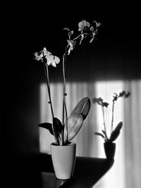 Close-up of flowers in vase