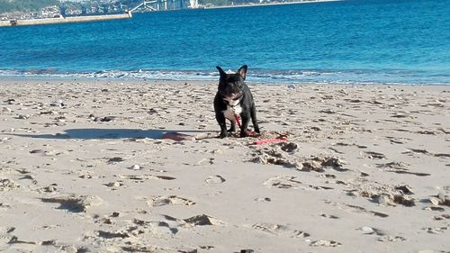 Dog on beach