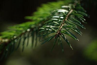 Close-up of wet pine tree