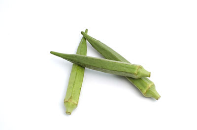 High angle view of green leaf on white background