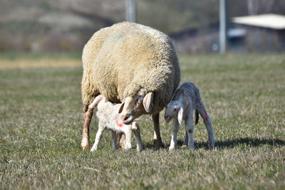 Sheep grazing in a field