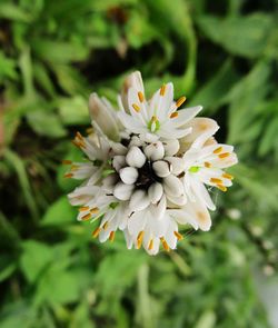 Close-up of flower blooming outdoors