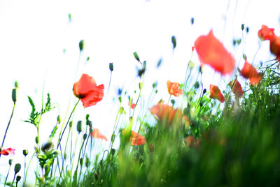 Close-up of poppy blooming on field