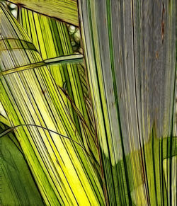 Full frame shot of green leaves