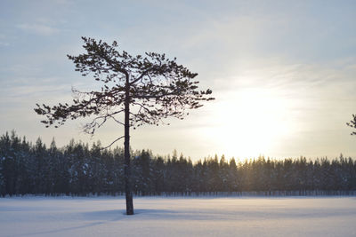 Trees on snow field against sky during sunset