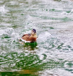 Duck swimming in lake