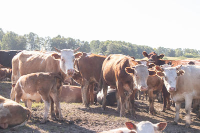 View of cows on field against sky