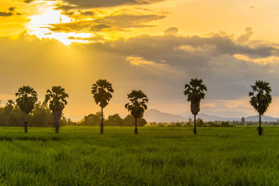 Trees on field against sky during sunset