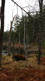 Trees in forest