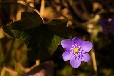 Close-up of flower blooming outdoors