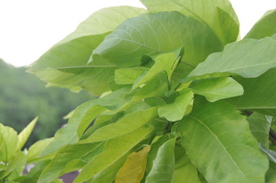 Close-up of green leaves