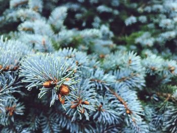 Close-up of insect on pine tree