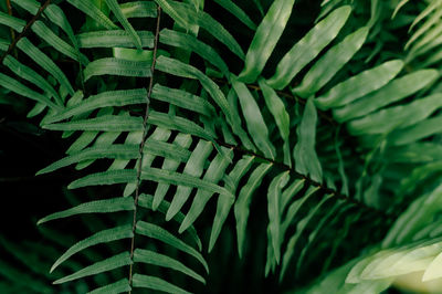 Closeup nature view of green leaf and palms background. flat lay, tropical leaf