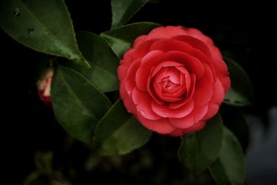 Close-up of red rose