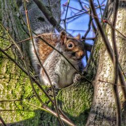 Close-up of an animal on tree stump