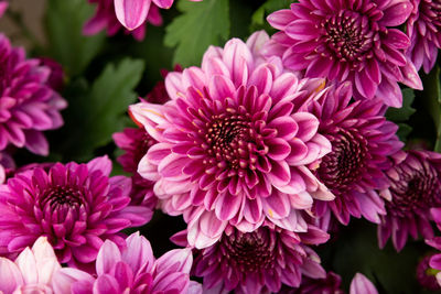 Close-up of pink flowering plants in park