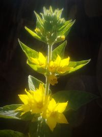 Close-up of yellow flowering plant