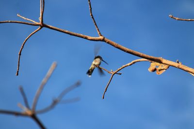 Low angle view of hummingbird on branch against sky