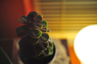 High angle view of succulent plant by illuminated lamp