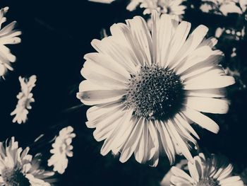 Close-up of daisy flower